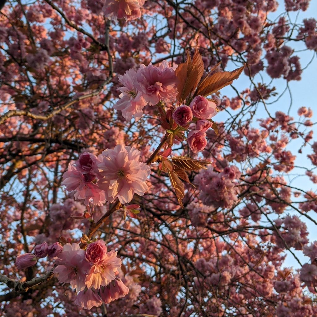 close up of edinburgh cherry blossom