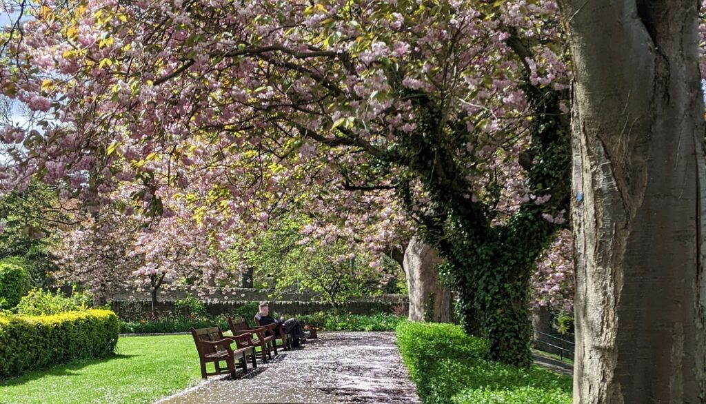 Cherry blossom at Starbank Park