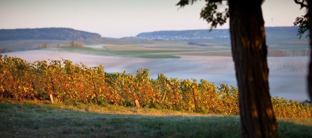Pol Roger Vineyard