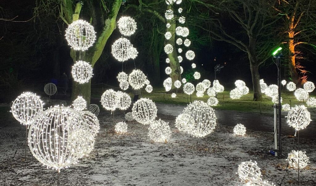 bright white christmas light circles around the trees at the edinburgh botanics christmas display